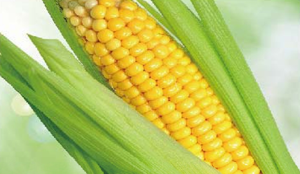 陶瓷膜应用：生物、医药行业